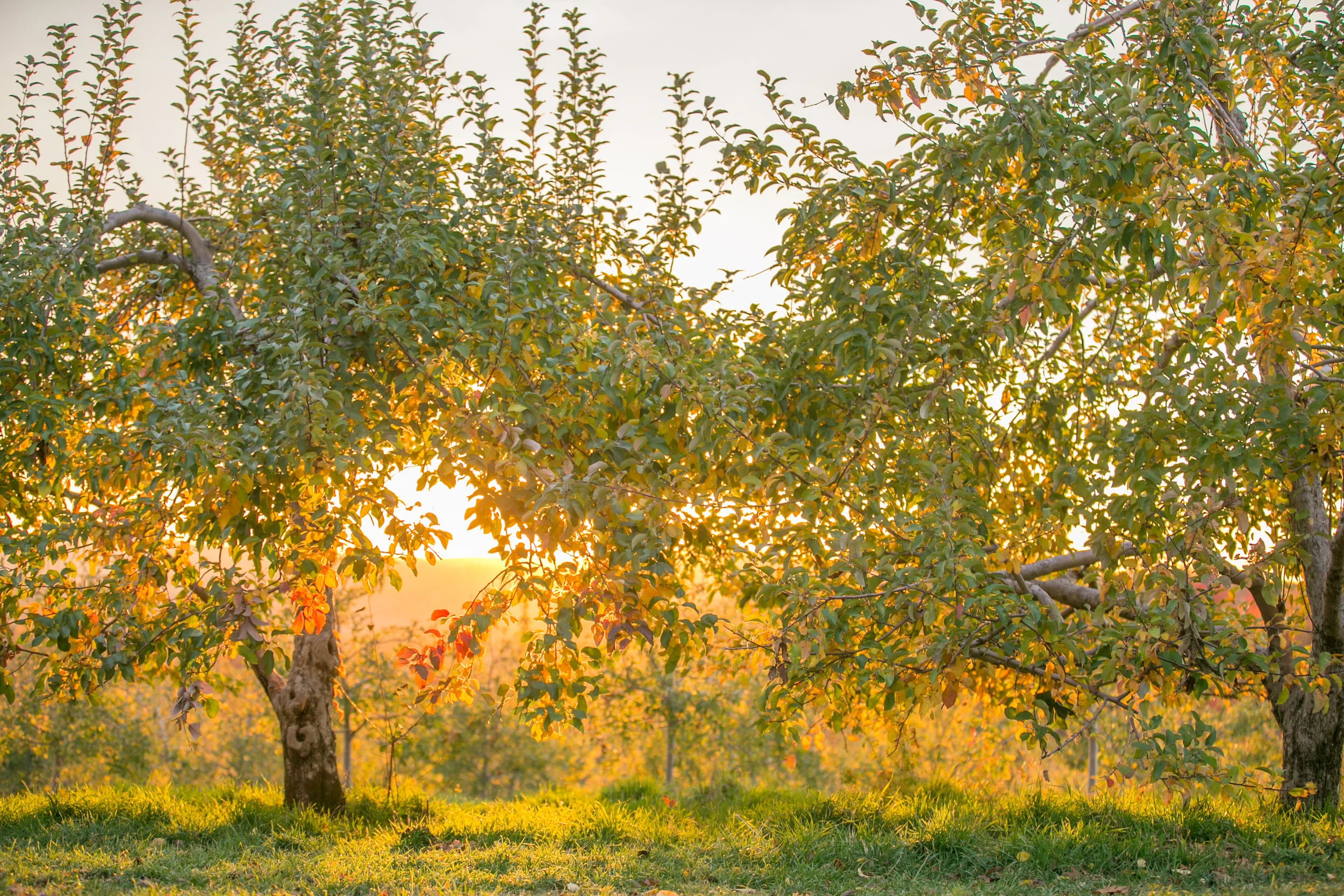  NY Wedding Planner at Harvest Moon Farm Orchard 