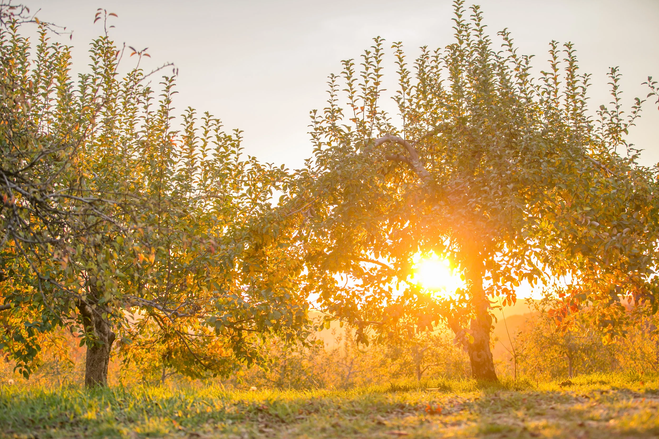  NY Wedding Planner at Harvest Moon Farm Orchard 