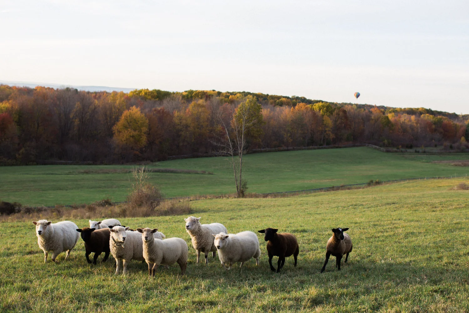  From the Barn at Liberty Farm's website 